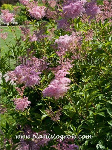 This plant was growing in a full sun moist area.  It was over 6 feet tall.